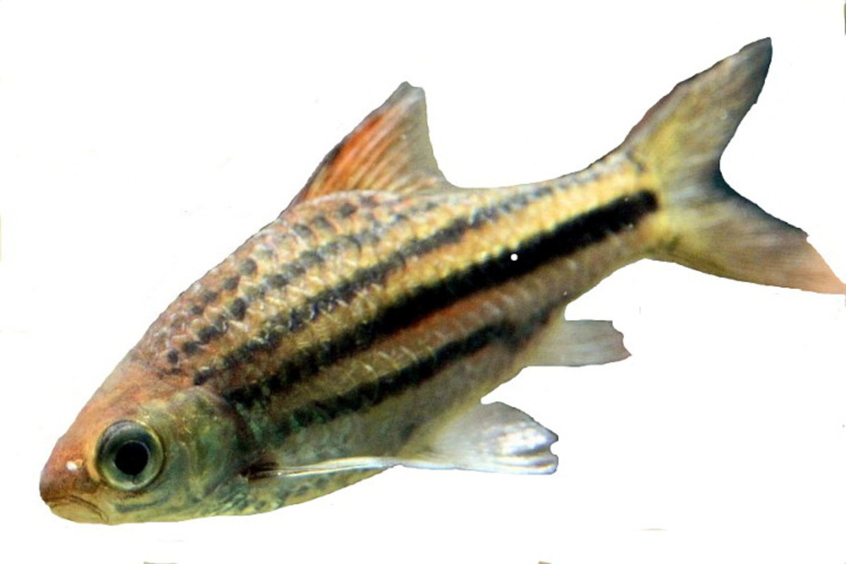 Gold Barbs Care and Good Tank Mates for This Aquarium Fish PetHelpful