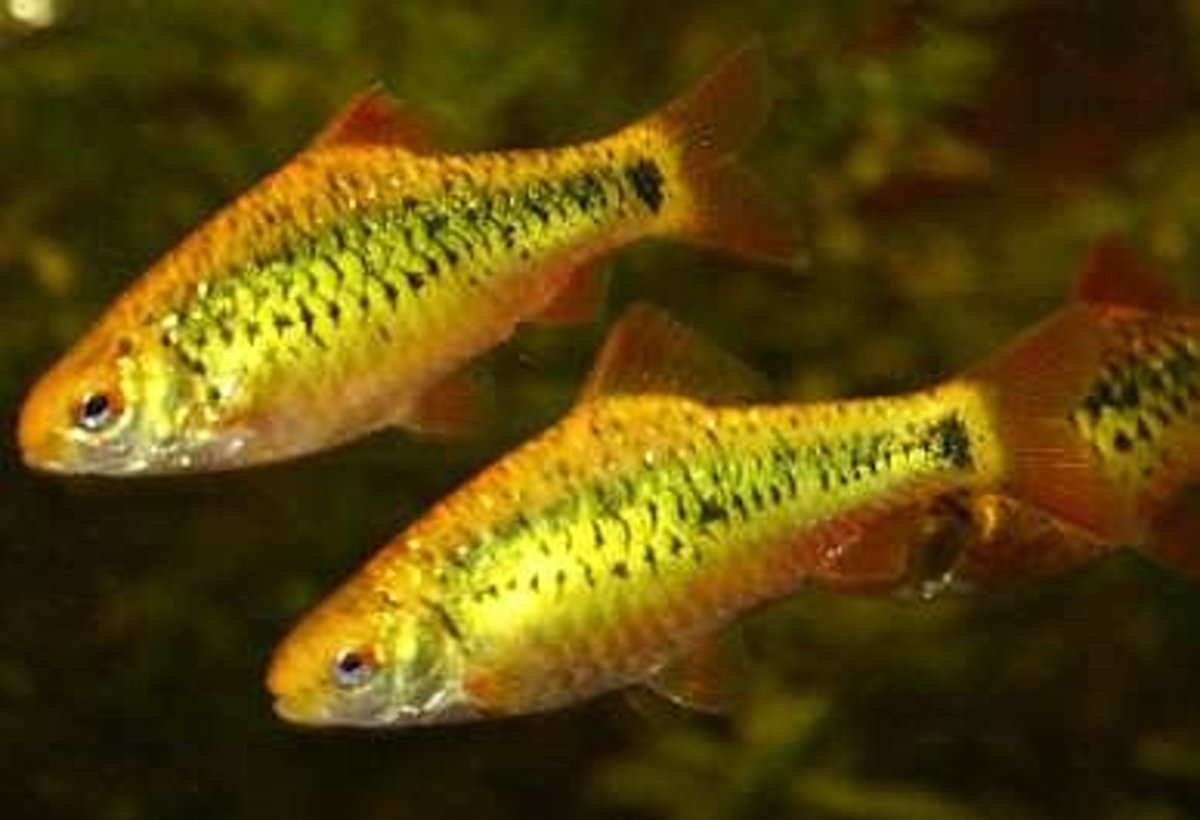 Gold Barbs Care and Good Tank Mates for This Aquarium Fish PetHelpful