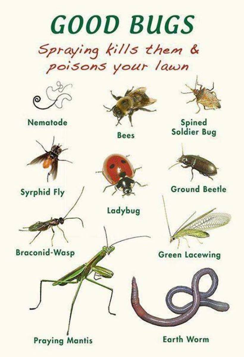 Good vs. Bad Bugs in Your Garden Dengarden