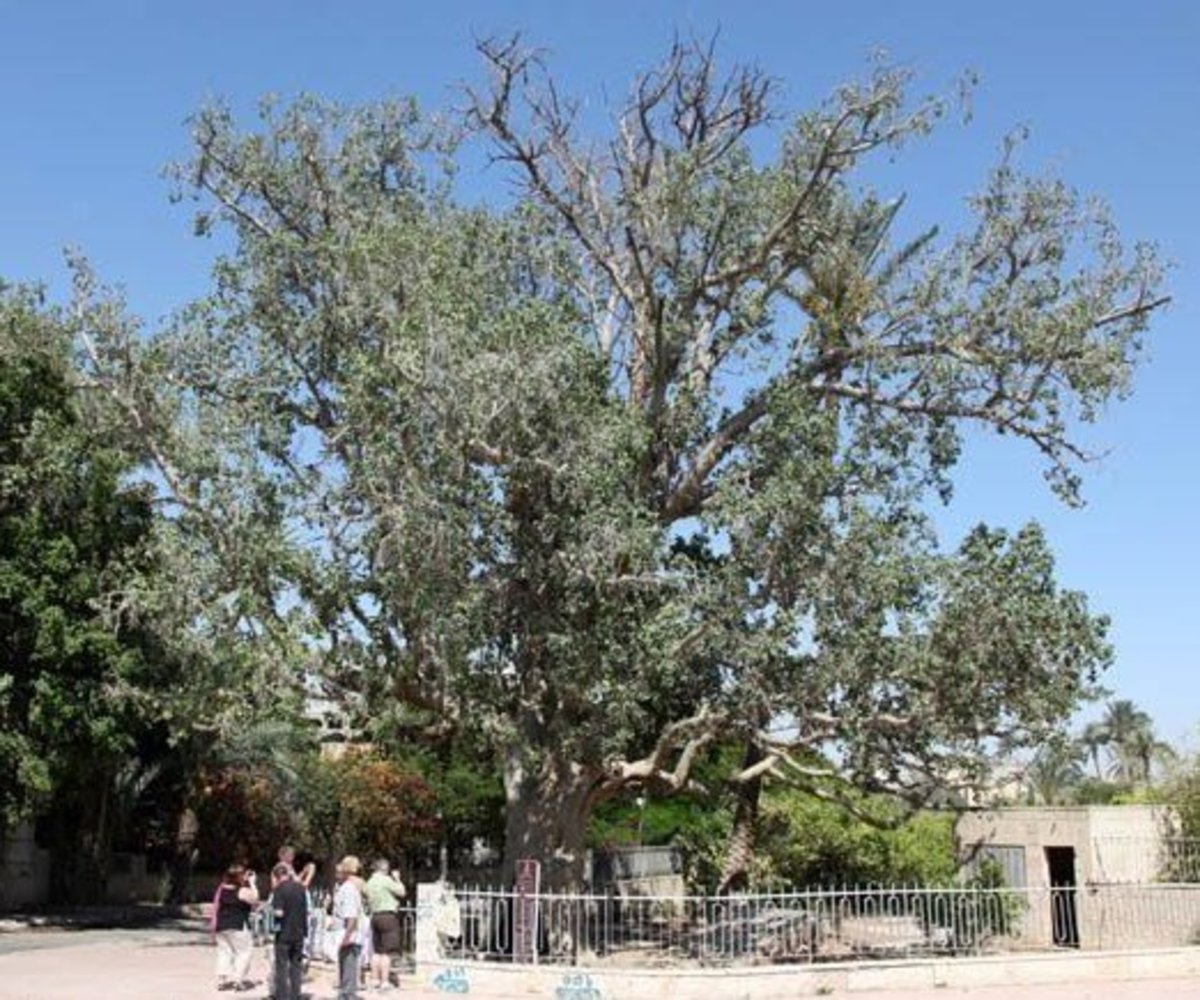 200 TREE PICTURES Best Free Tree Photos with Tree Names