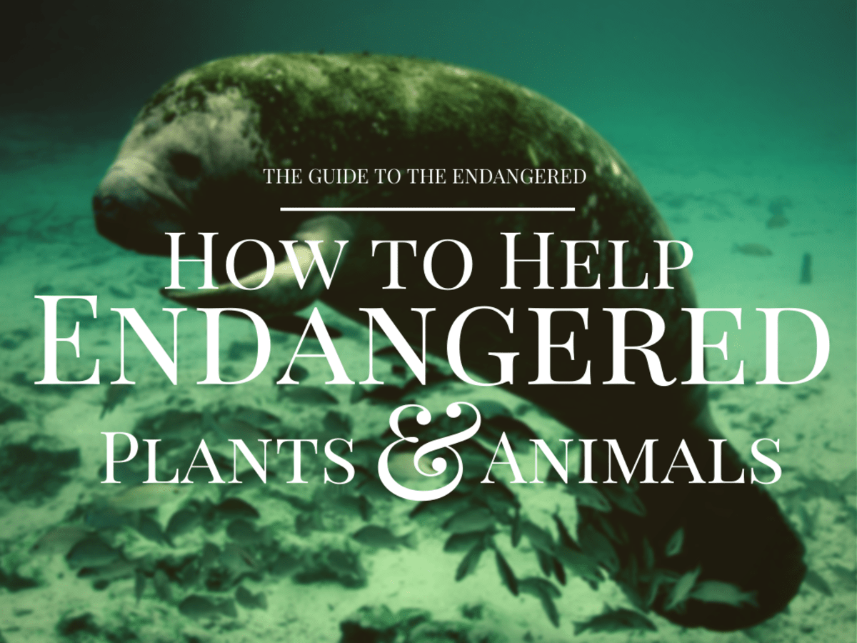 Ways YOU Can Help Protect Endangered Species Soapboxie