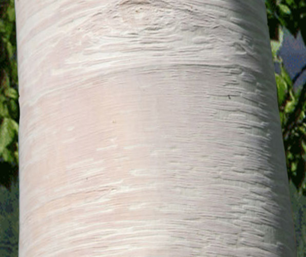 14 Wonderful Trees With White Bark Dengarden