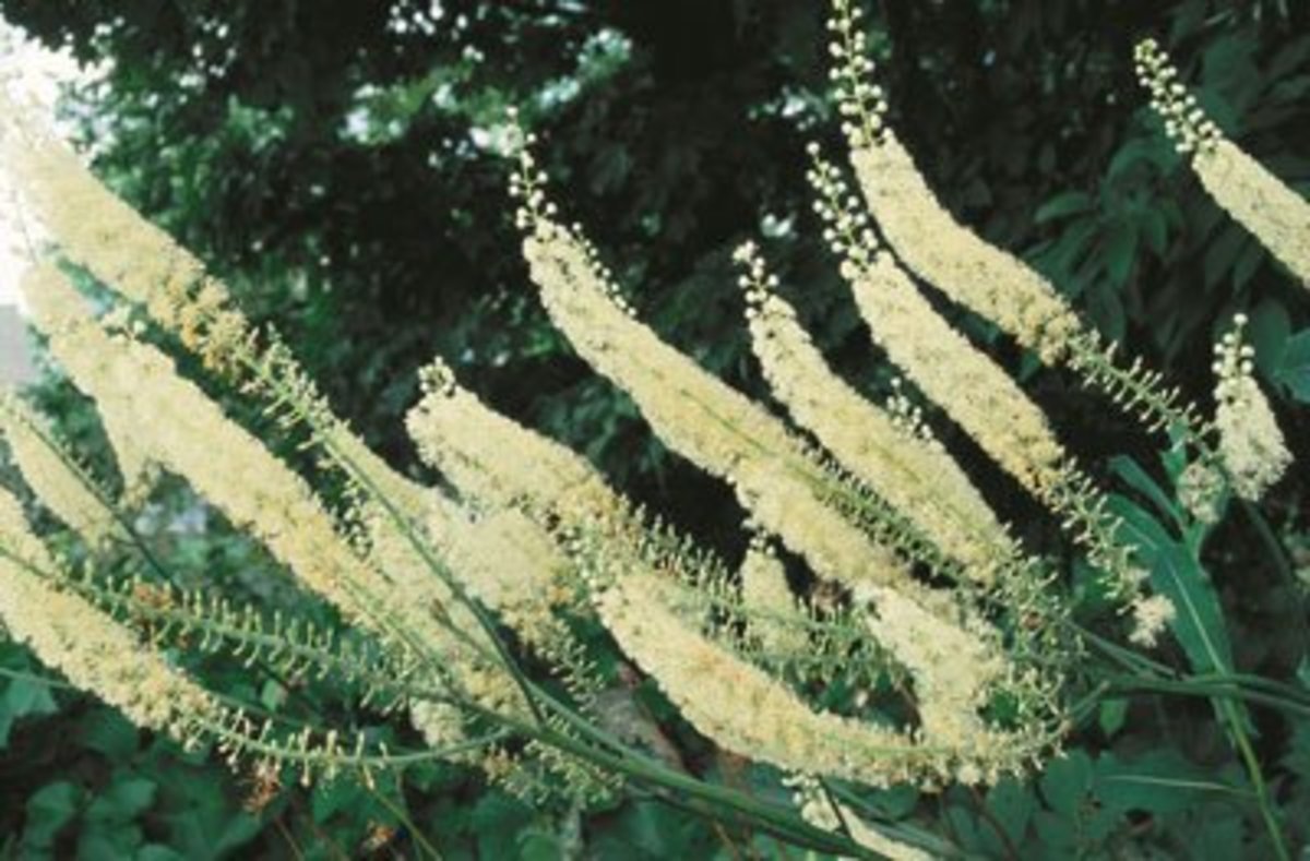 Black Cohosh—Benefits, Uses, and Side Effects RemedyGrove