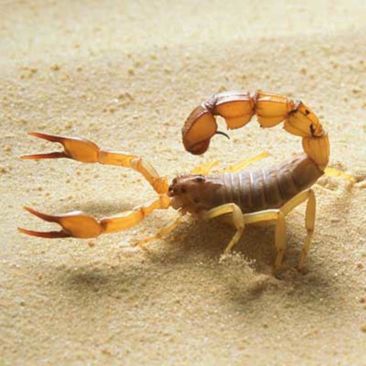 Peru Poisonous Spiders, Venomous Snakes, Bugs, Dangerous Animals