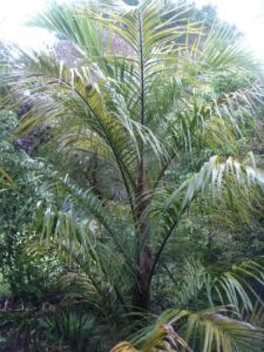 How far North do Palm Trees Survive? Maps Pictures and Answers HubPages