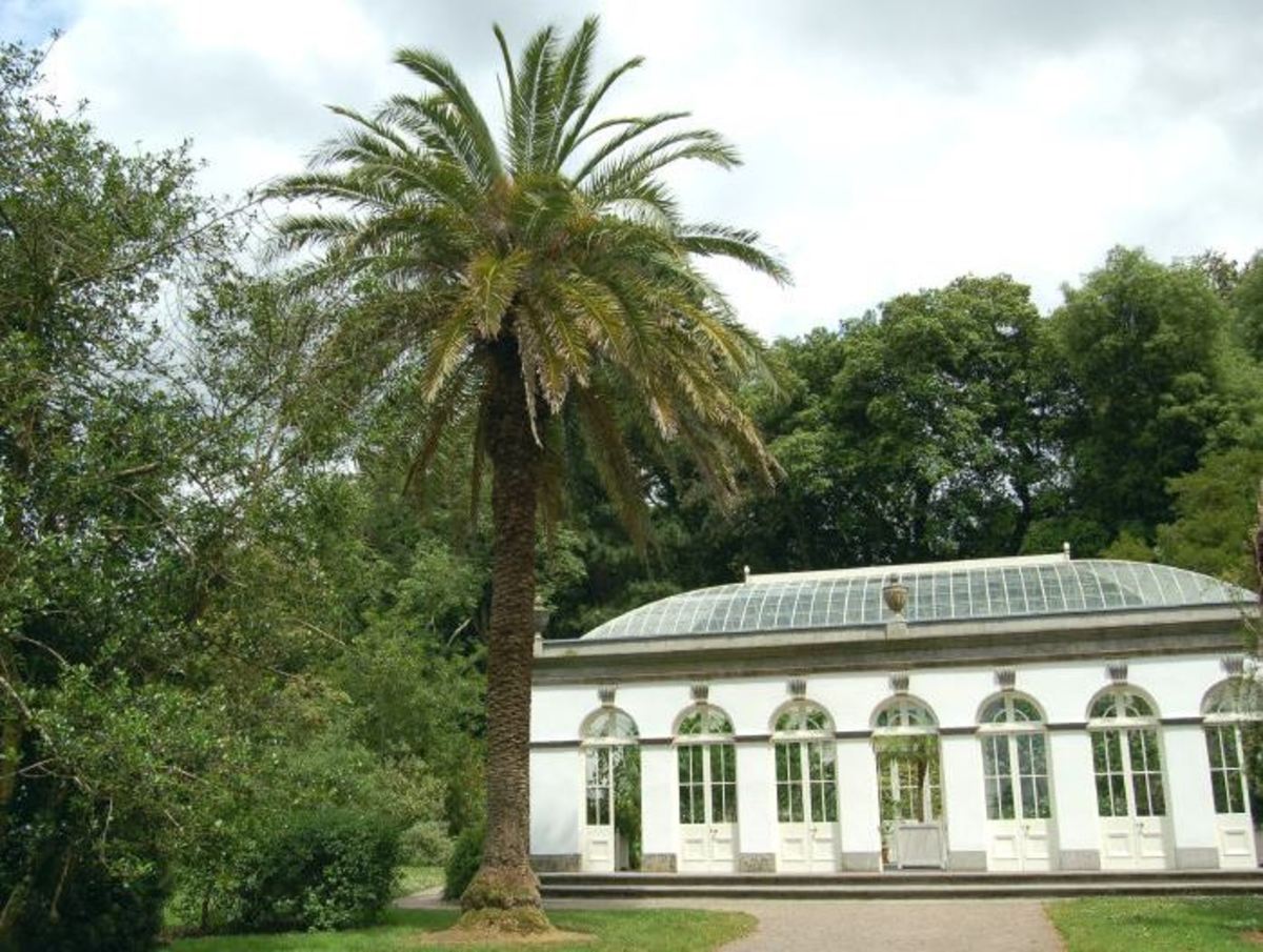 How far North do Palm Trees Survive? Maps Pictures and Answers HubPages