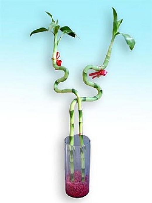 Facts About the Lucky Bamboo Plant Dengarden