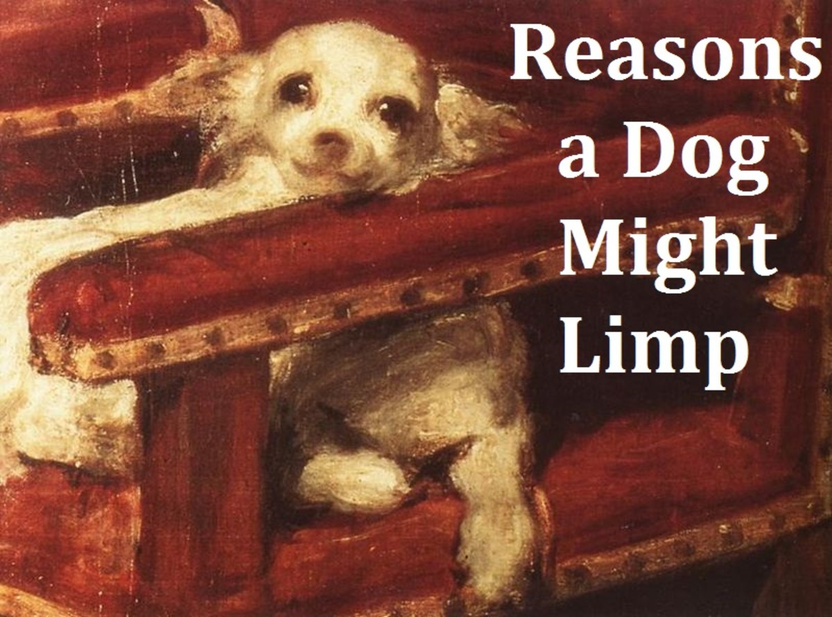 What It Means If Your Dog Is Limping on Its Back or Front Legs HubPages