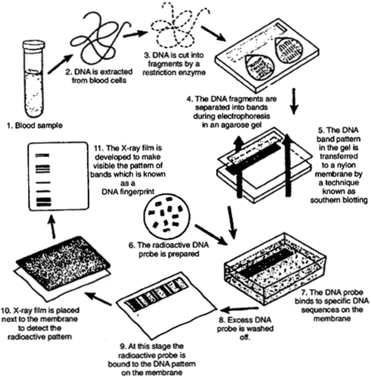 DNA Fingerprinting Definition, Steps involved and Applications HubPages