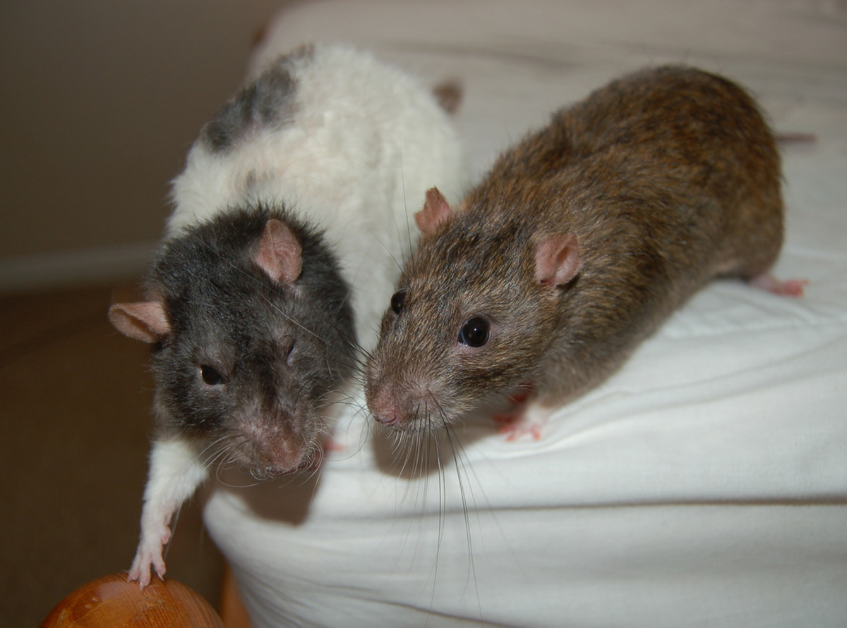 11 Pets With a 5Year Lifespan (or Less) PetHelpful