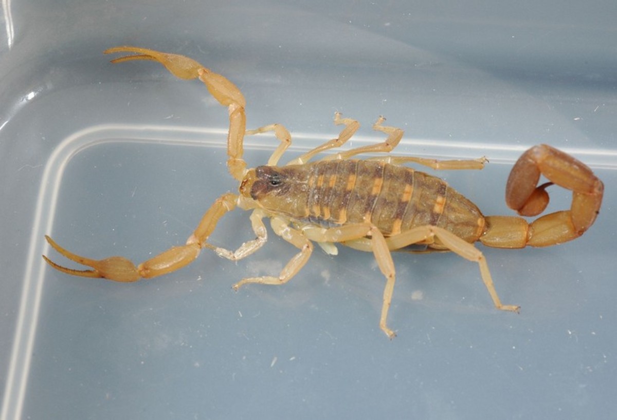 Three of the Most Dangerous Scorpions in the World Owlcation