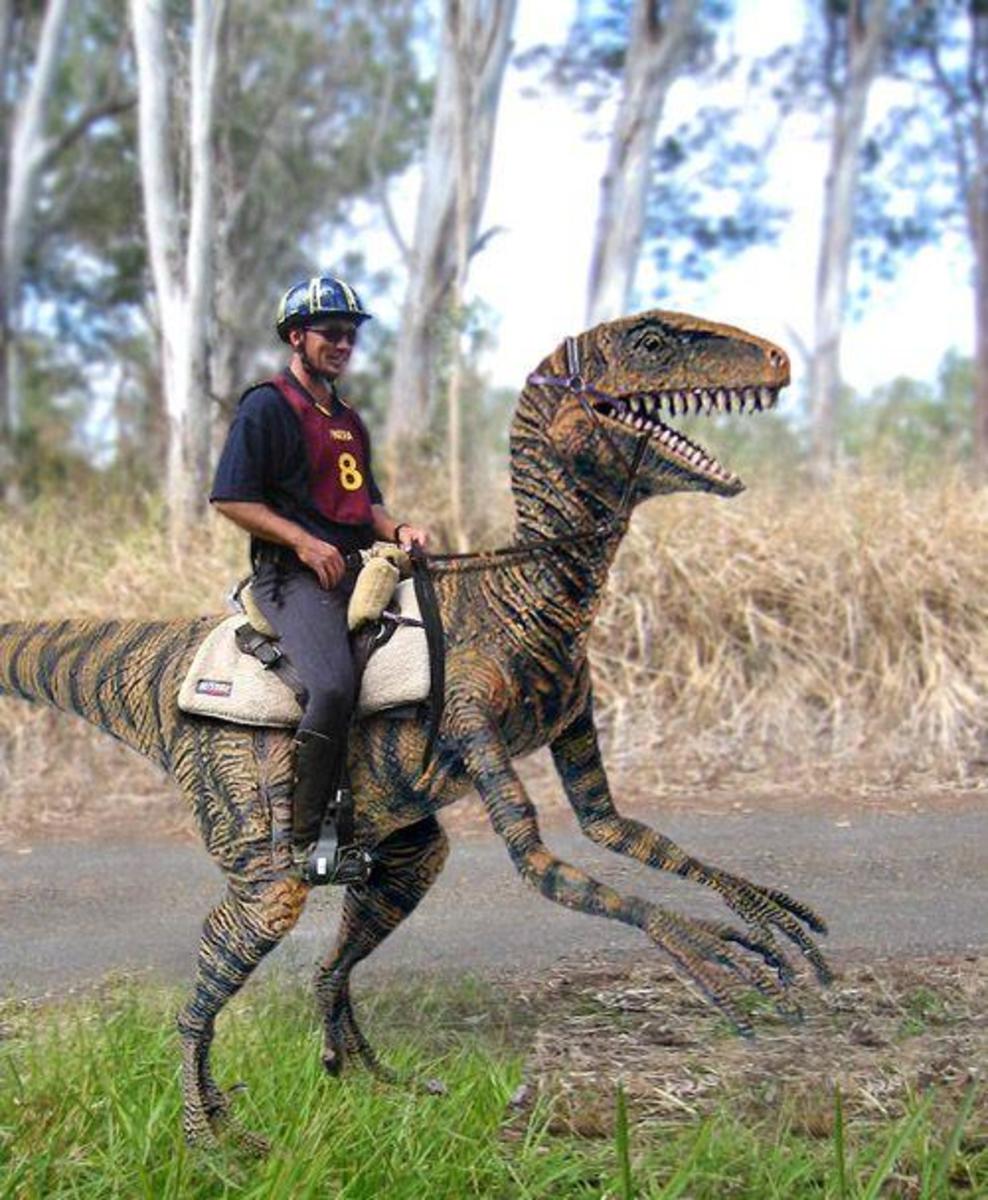 Pet Velociraptor Care With Valuable FAQs HubPages