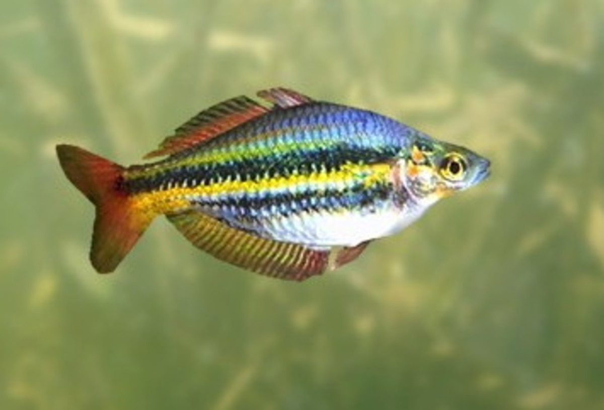 Rainbow Fish Facts Boesmani and Other Rainbowfish HubPages