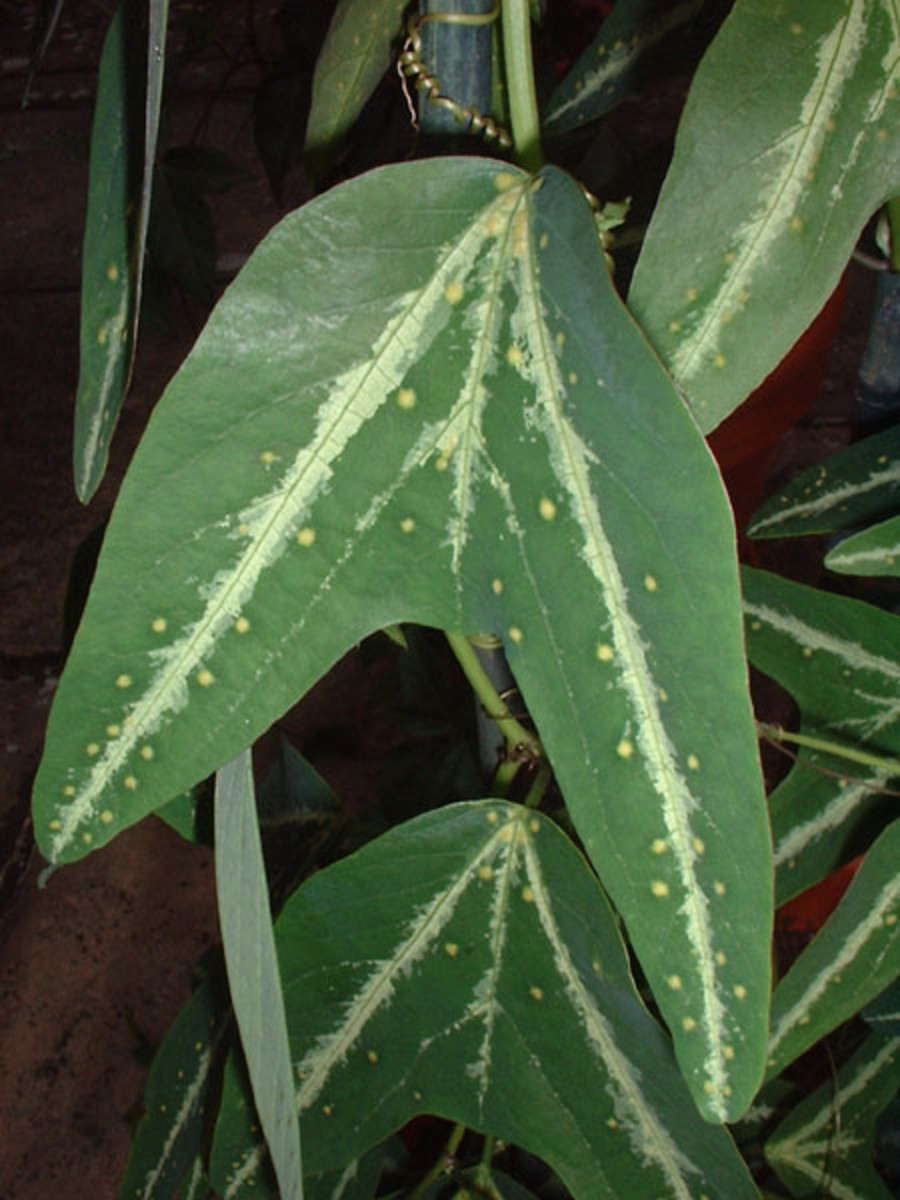 The Many Disguises of the Passion Flower, Passiflora HubPages