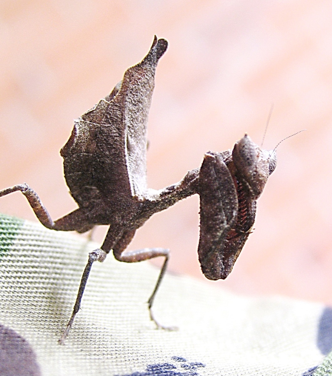 How to Care for a Pet Praying Mantis PetHelpful