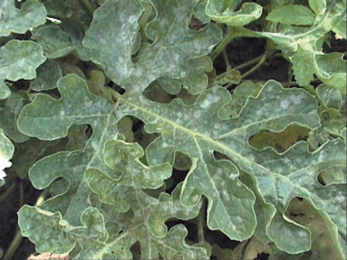 Organic Ways to Kill Powdery Mildew Dengarden