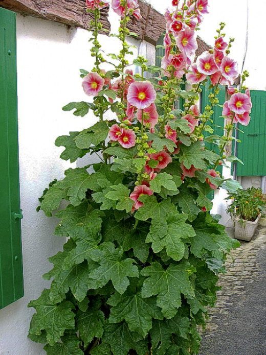 Cottage Garden Favorites Hollyhocks HubPages
