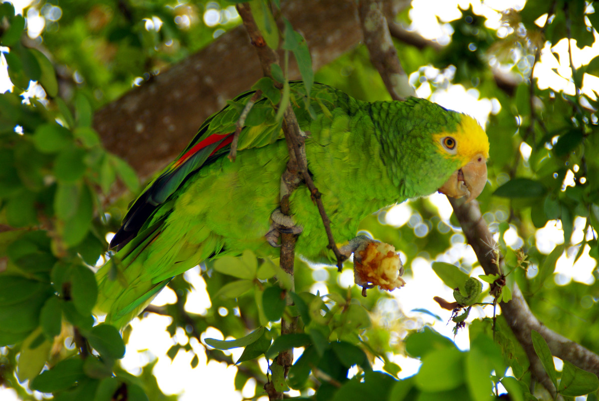 Wild Parrots Multiplying in Southern California PetHelpful