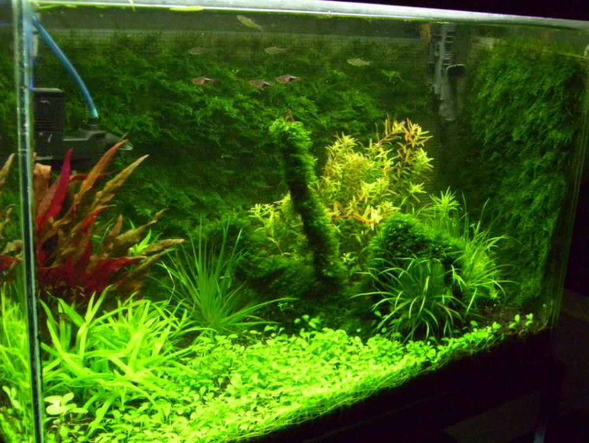 The Many Aquarium Uses of Plastic Canvas (Mesh) Dividers and More PetHelpful