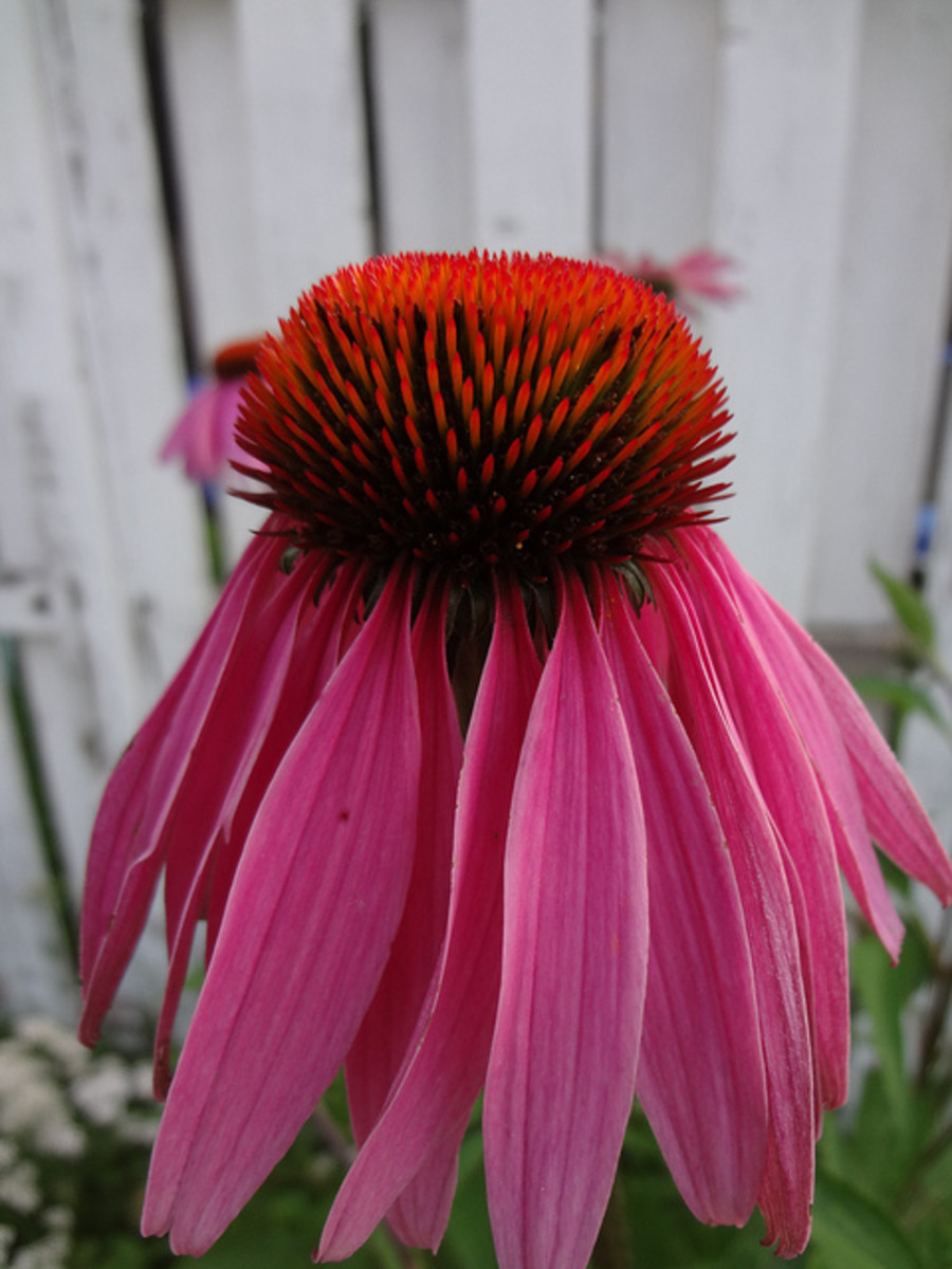 How to Grow Coneflowers (Echinacea Purpurea) Dengarden