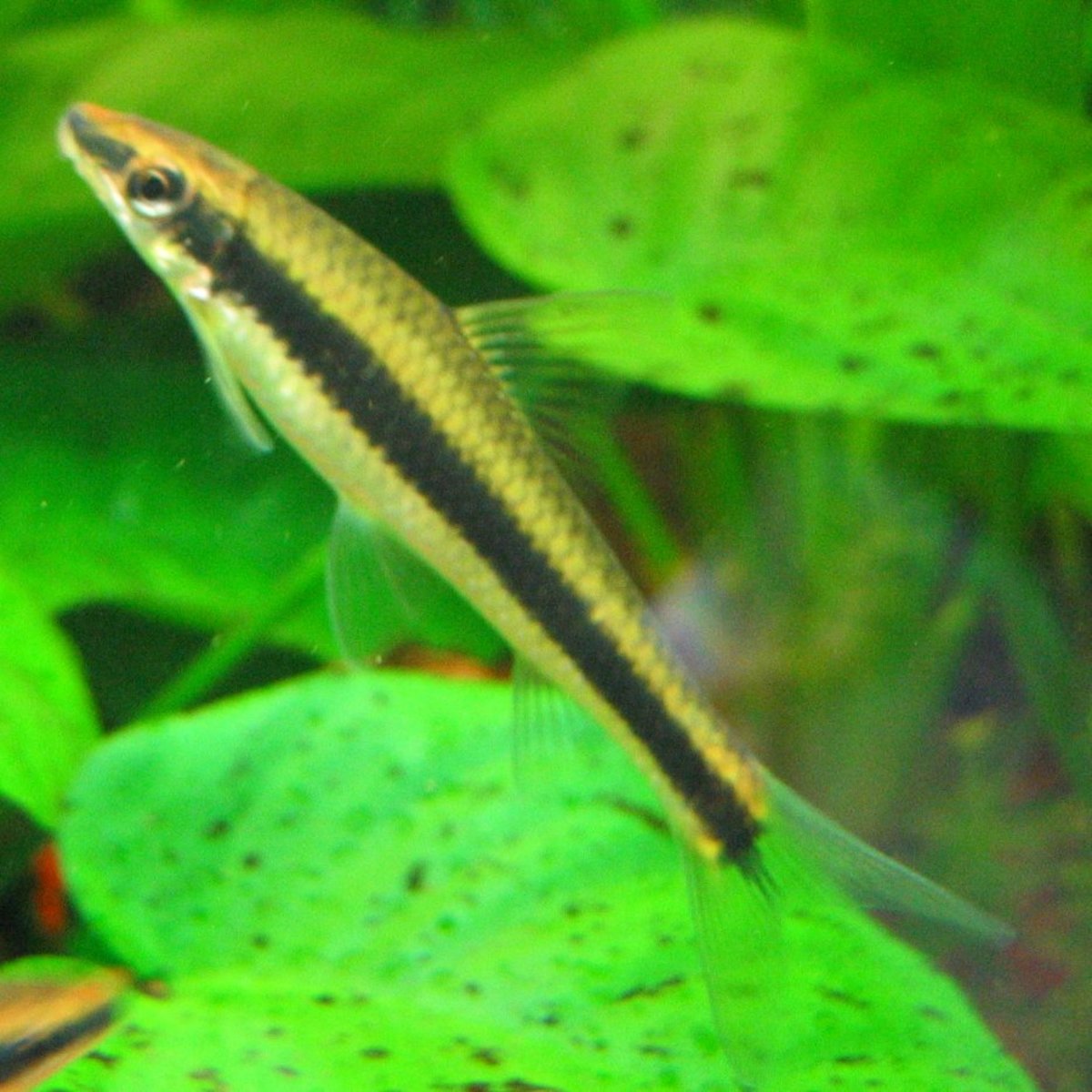 Freshwater Algae Eater Fish That Can Clean Your Tank PetHelpful
