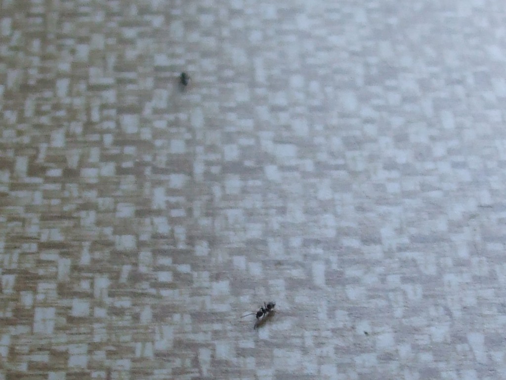 How to Kill Ants with Borax without Hurting Your Pet Cats HubPages