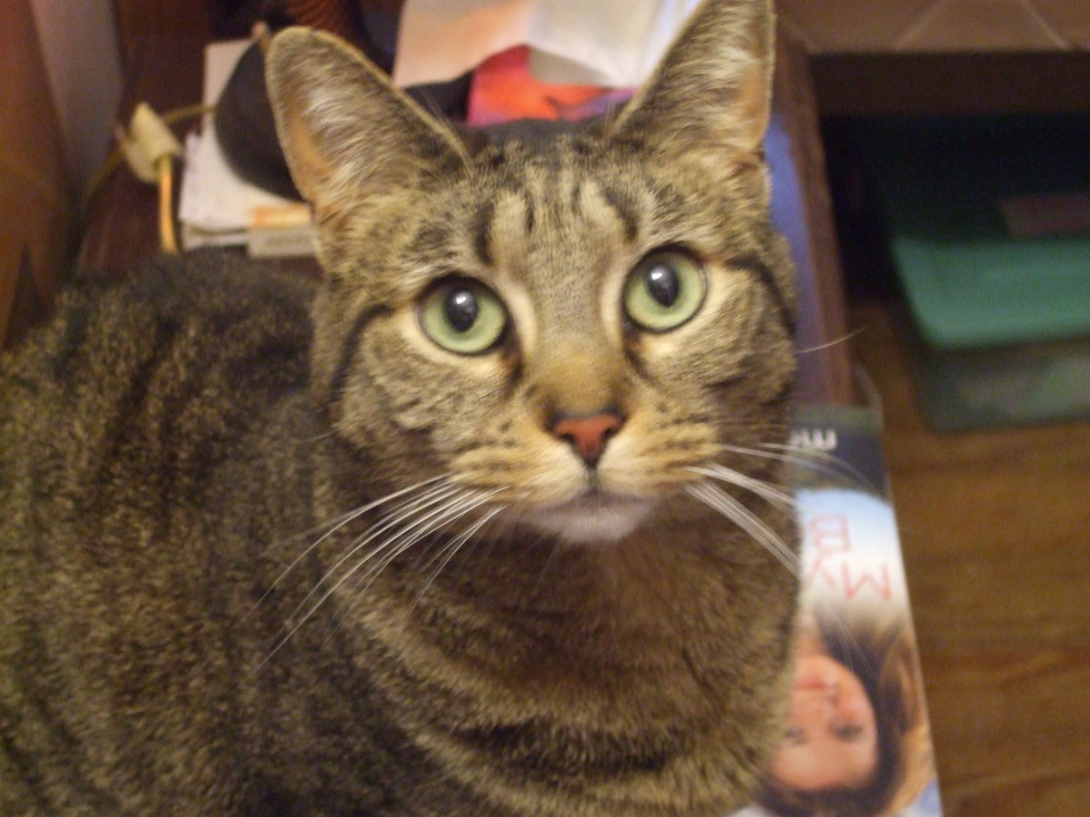 How to Kill Ants with Borax without Hurting Your Pet Cats HubPages