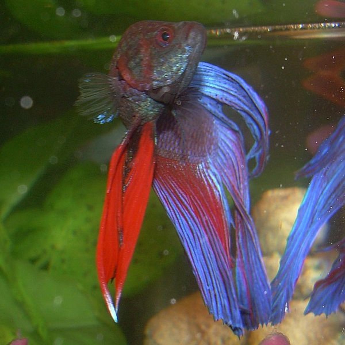 Do Betta Fish Need a Heater and Filter in Their Tank? PetHelpful