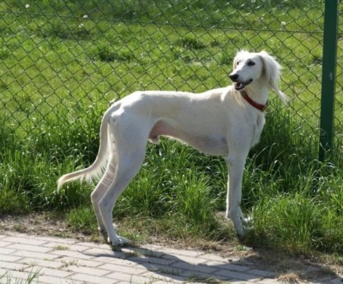 11 Excellent but Endangered Indian Dog Breeds PetHelpful