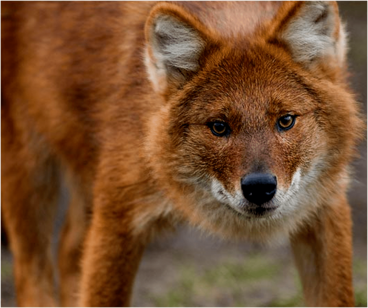 Five Indian Dogs Who Rarely Bark HubPages