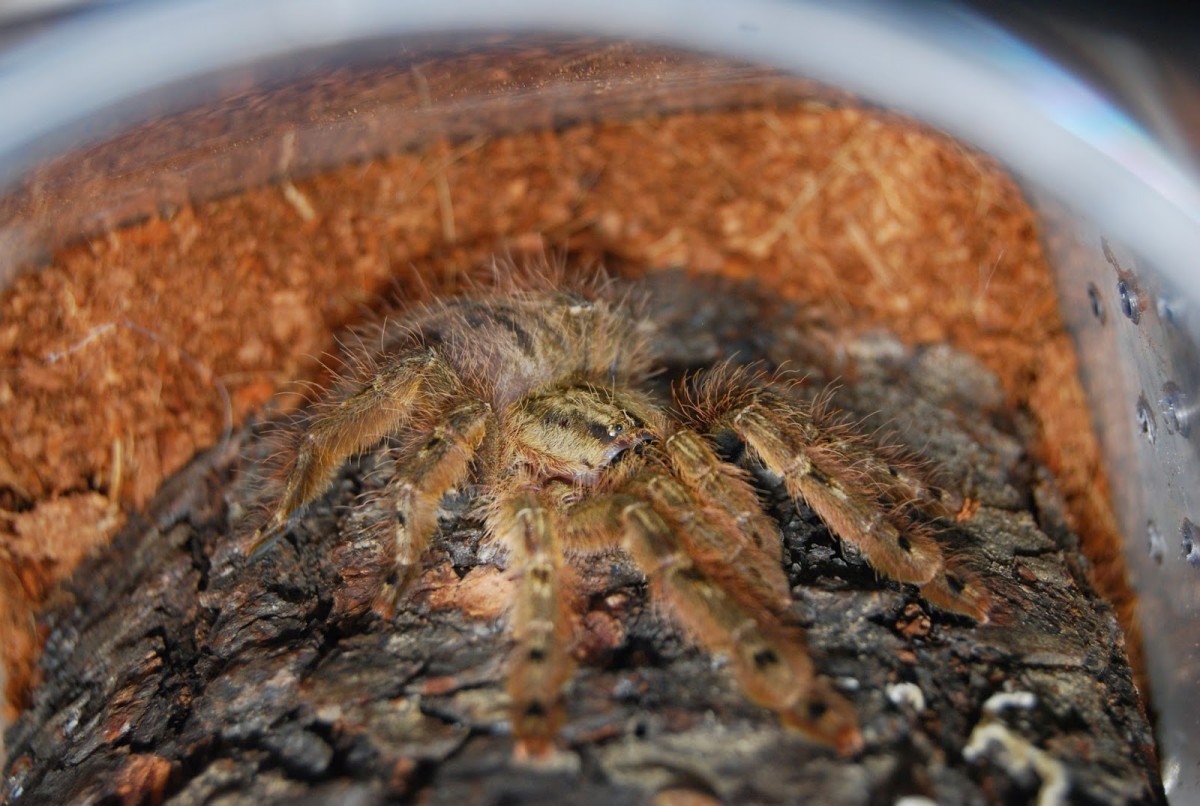A Guide to Keeping Tarantulas by Experience Level PetHelpful