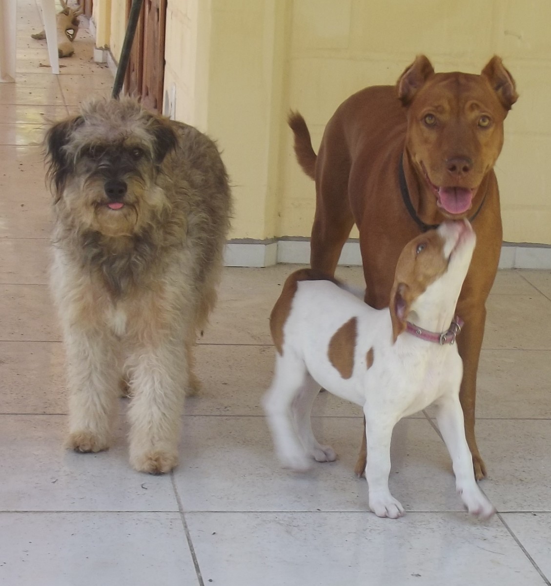 7 Easy Ways to Train a Dog to Get Along With Other Dogs PetHelpful