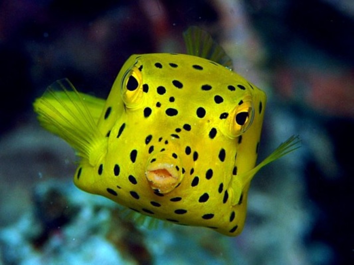 Yellow boxfish HubPages