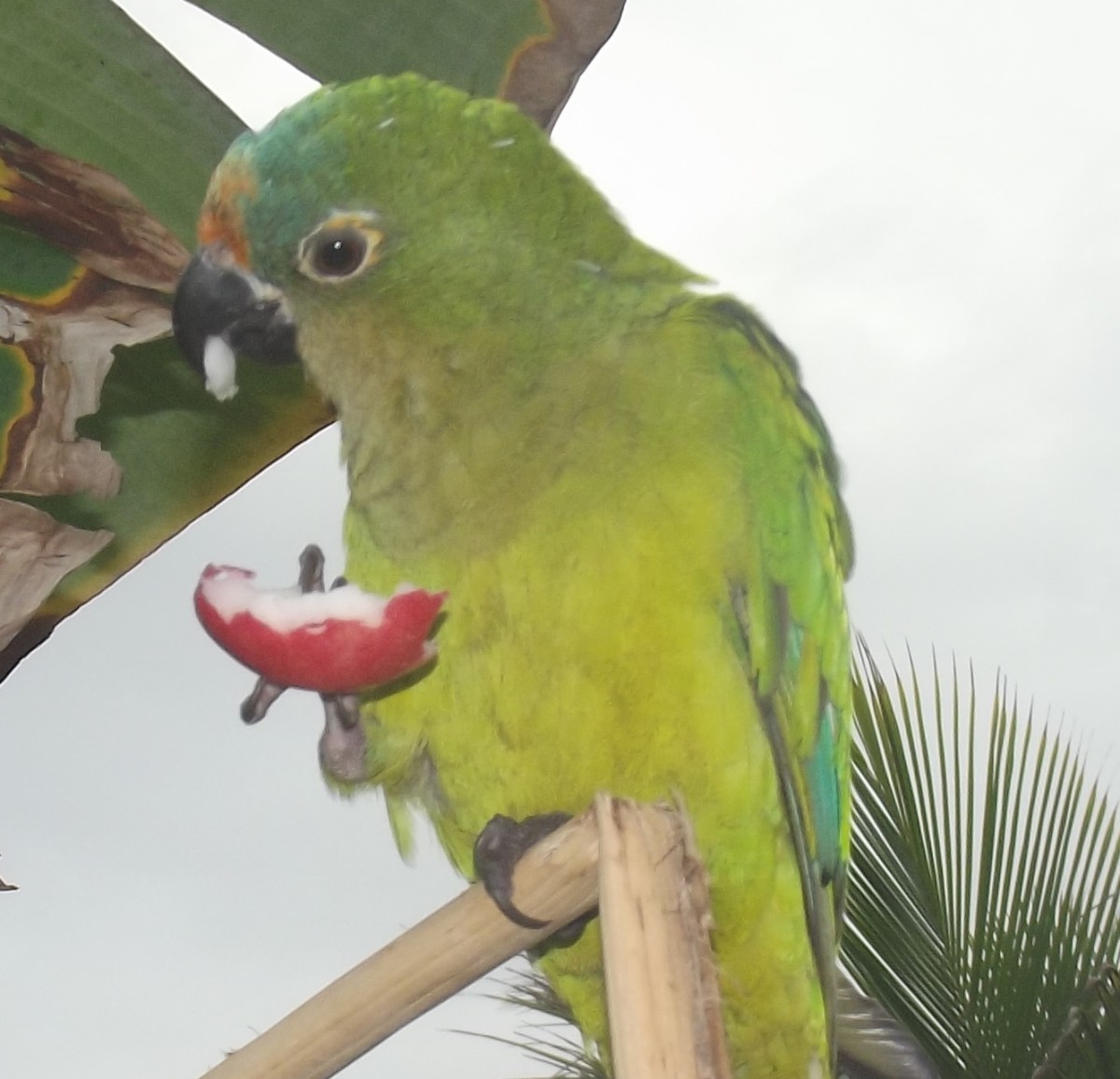 What Are Good Parrot Names? 100 Name Ideas for Macaws and More PetHelpful
