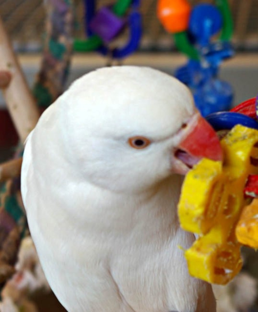 Why Parrots Need Toys HubPages