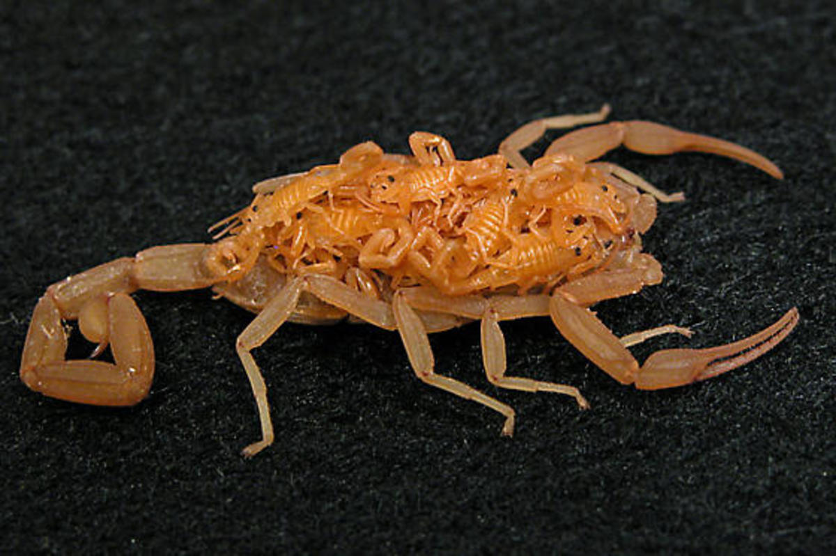 Most Venomous Spiders and Insects in North America Most Poisonous