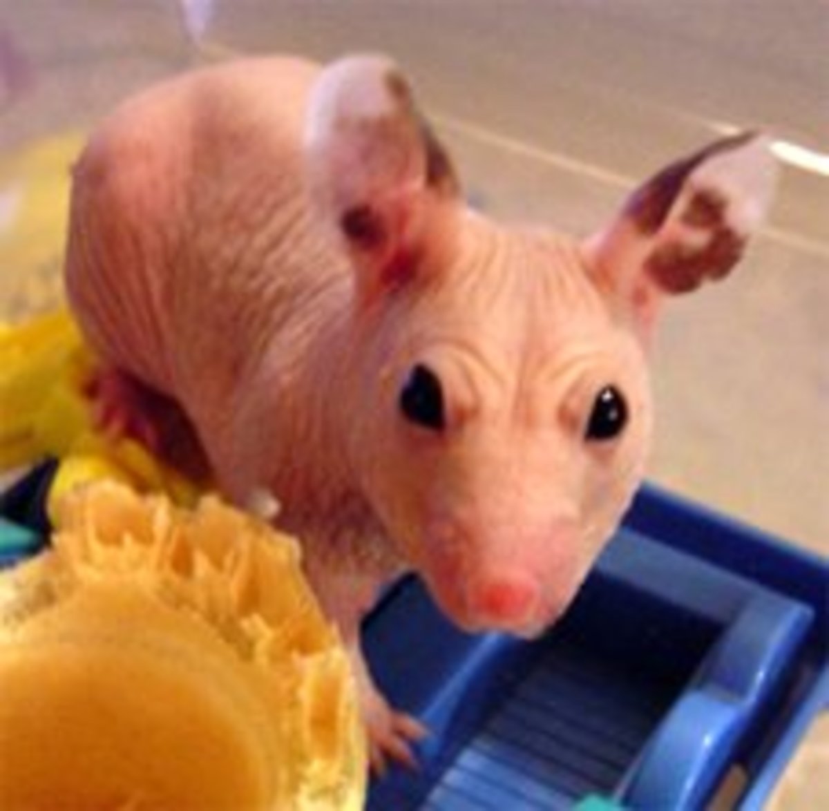 Punderful Names for Hairless Pets PetHelpful