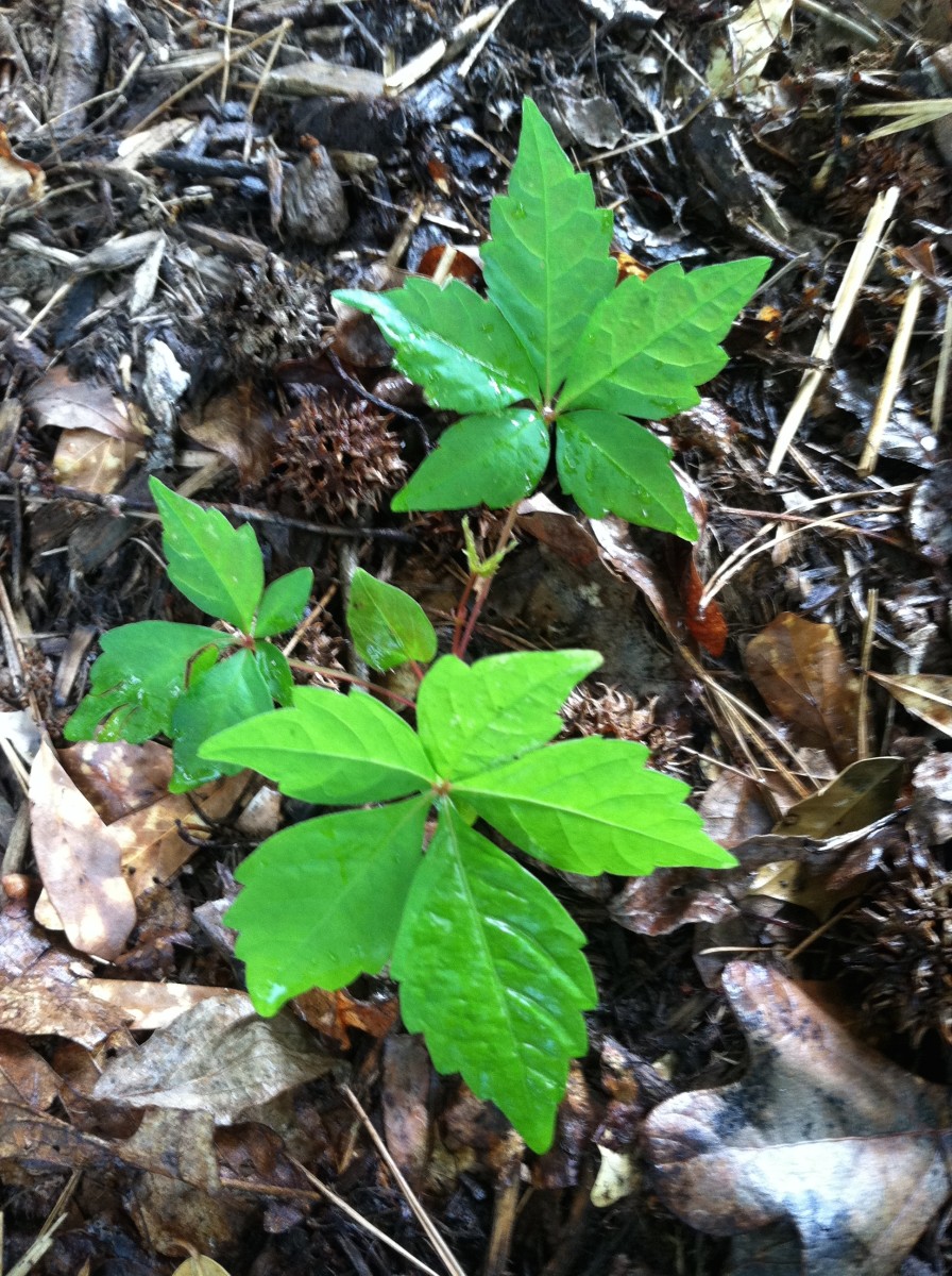 How to Recognize and Prevent Poison Ivy/Oak/Summac Rash and Irritations