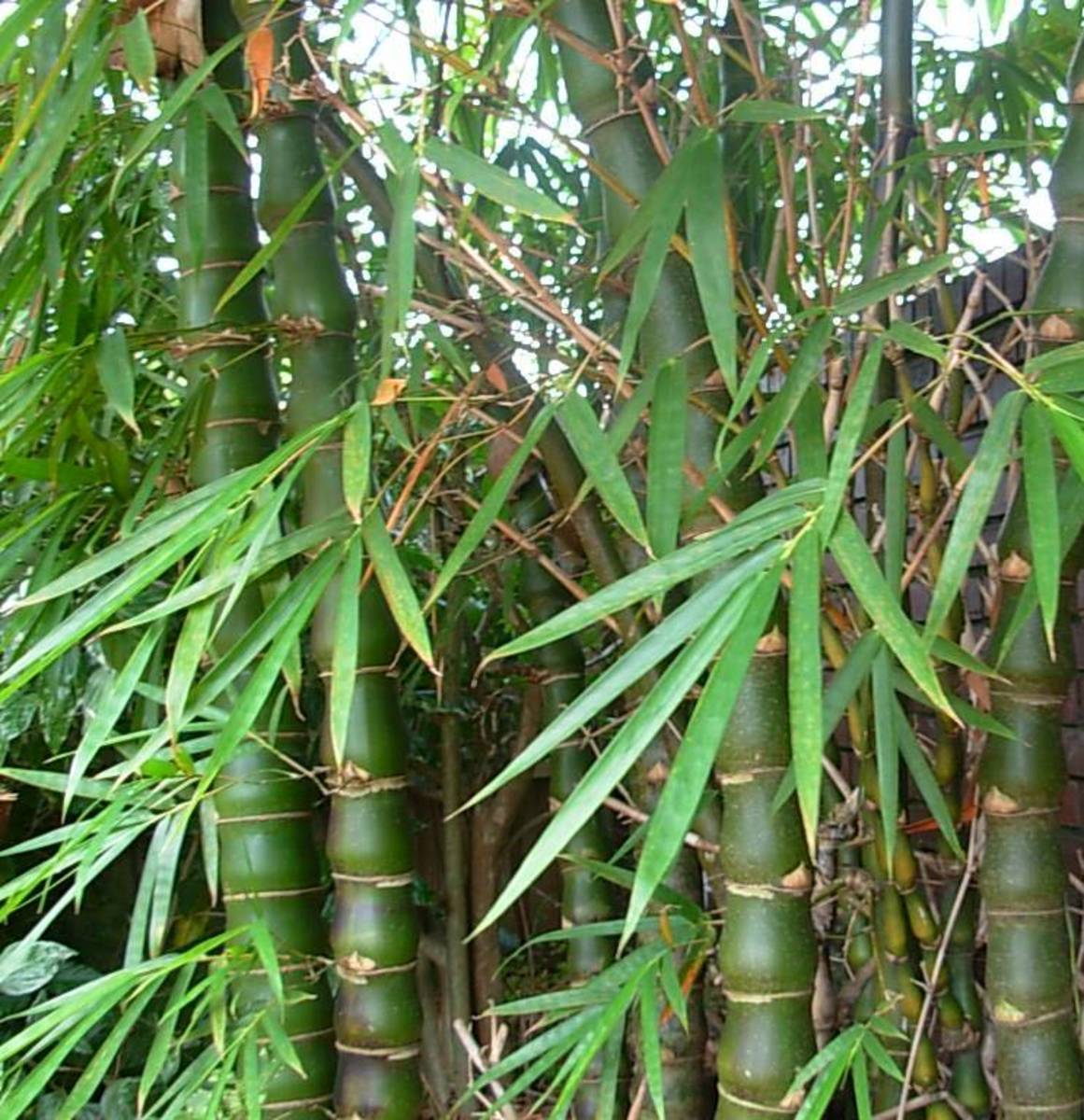 How to Grow Bamboo in Your Backyard HubPages