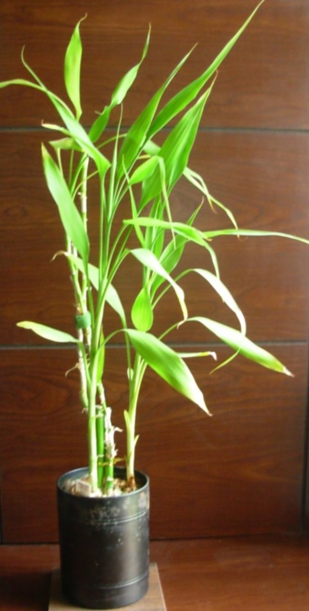 How to Grow Bamboo in Your Backyard HubPages