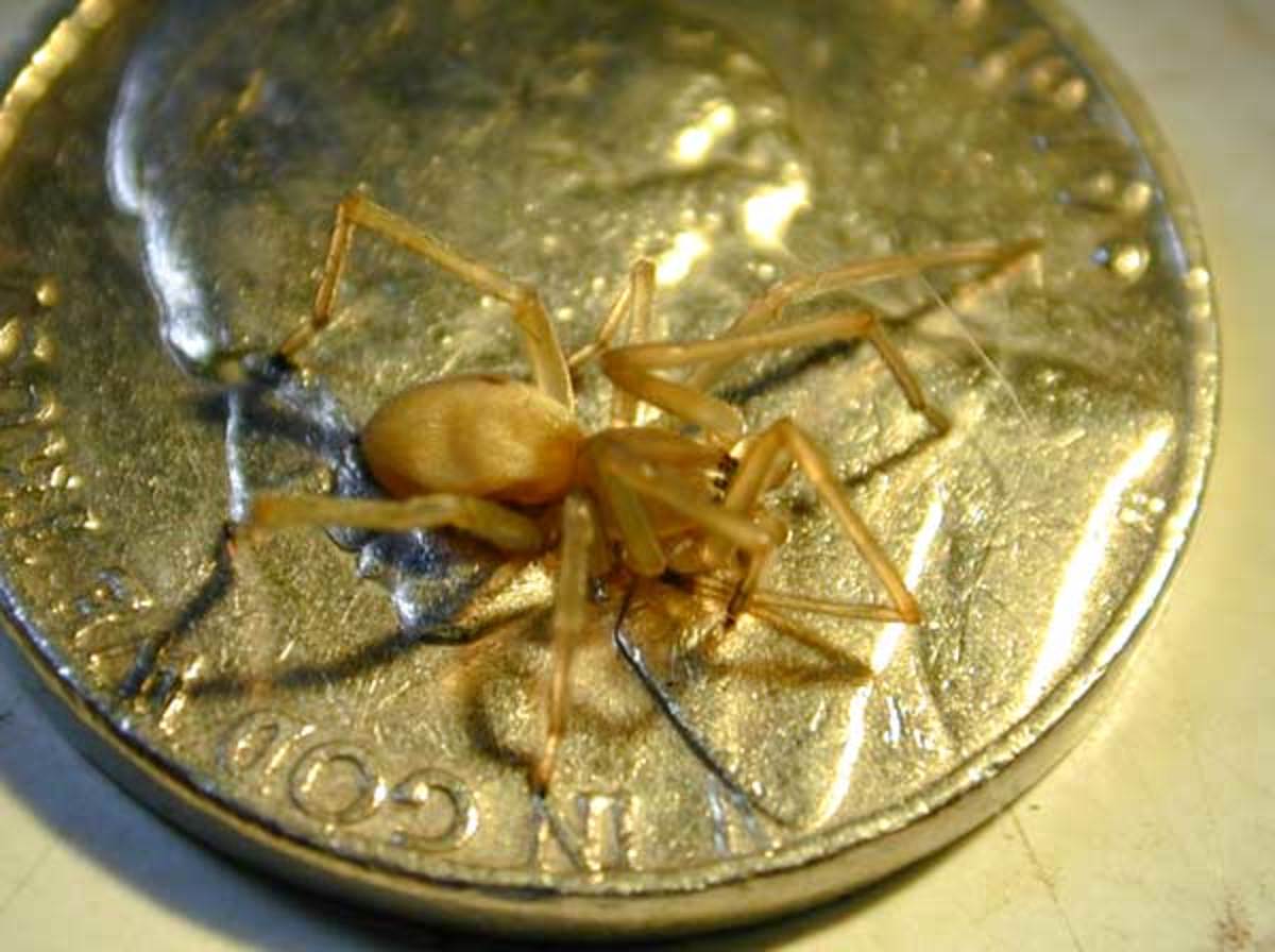 Most Venomous Spiders In The World Most Posionous Spiders In The