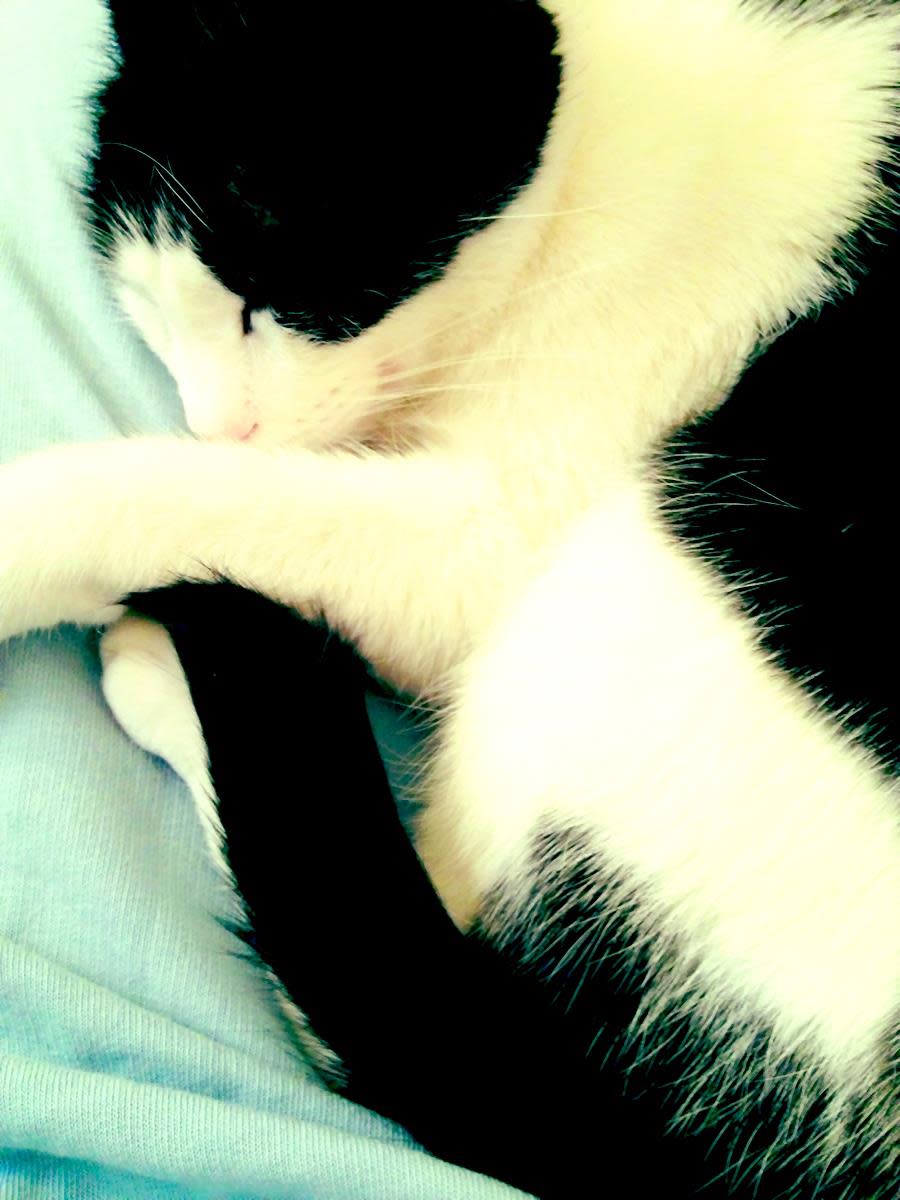 The Basics of Crystal Healing for Animals and Pets RemedyGrove