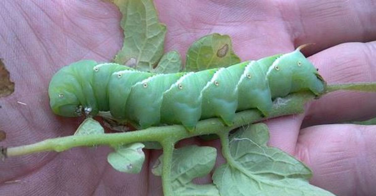 How to Get Rid of Tomato Hornworms Dengarden