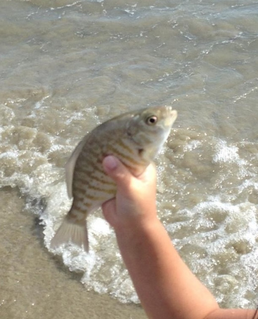 How to Catch Surf Perch in Southern California Fishing in California