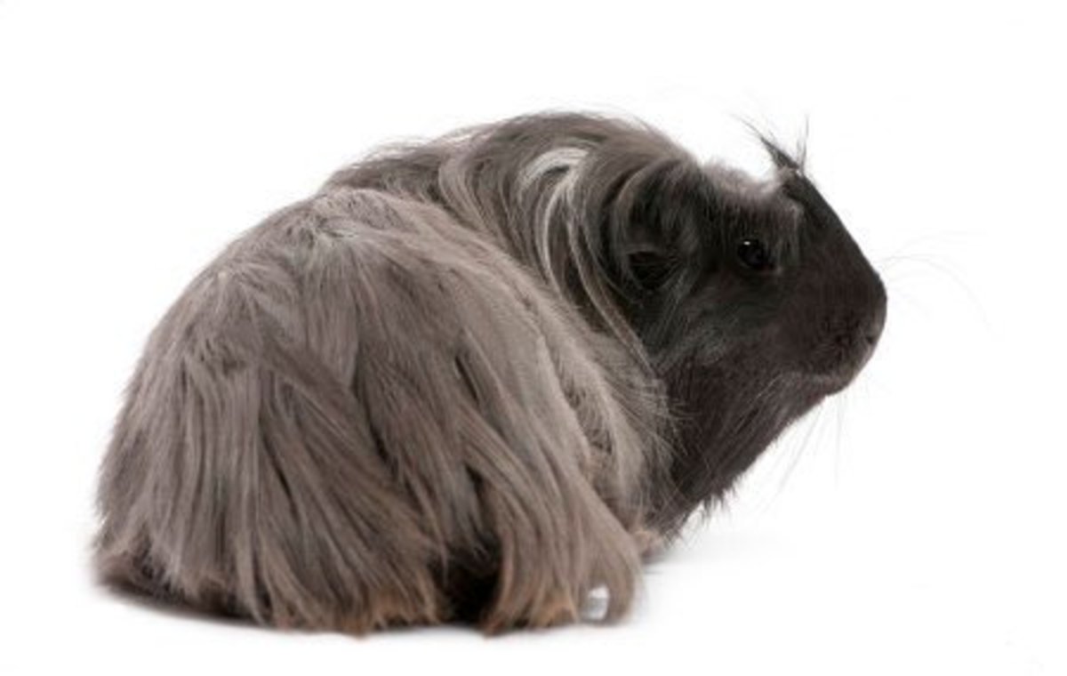 Caring For A Long Haired, Peruvian Guinea Pig PetHelpful