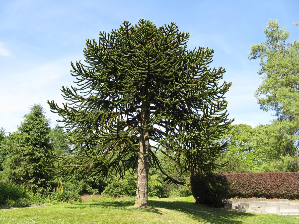 The Monkey Puzzle Tree An Unusual and Endangered Plant Owlcation
