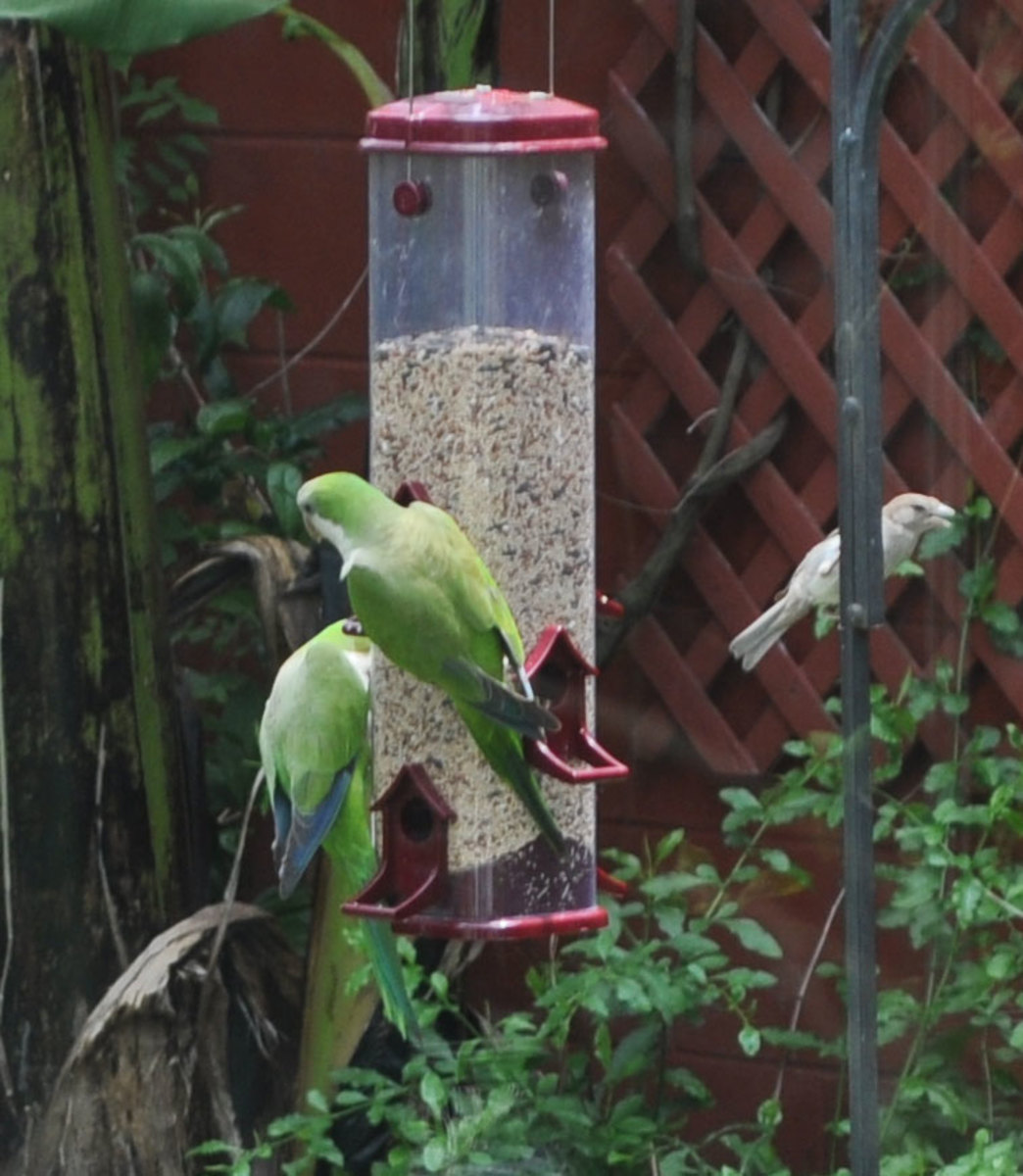 Wild Quaker Parrots of New Orleans HubPages