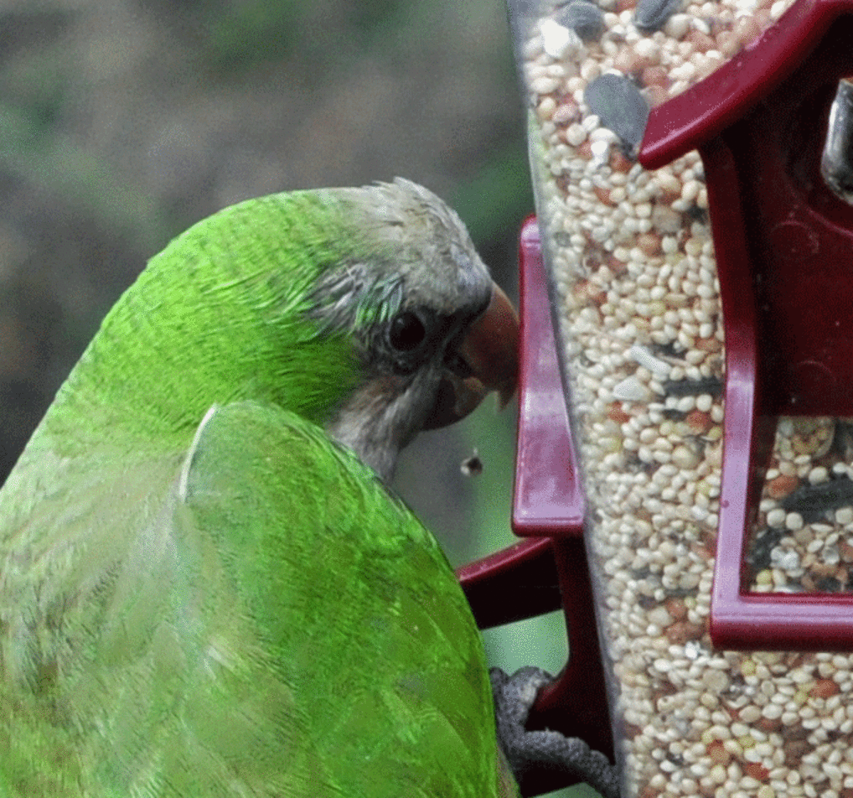 Wild Quaker Parrots of New Orleans HubPages