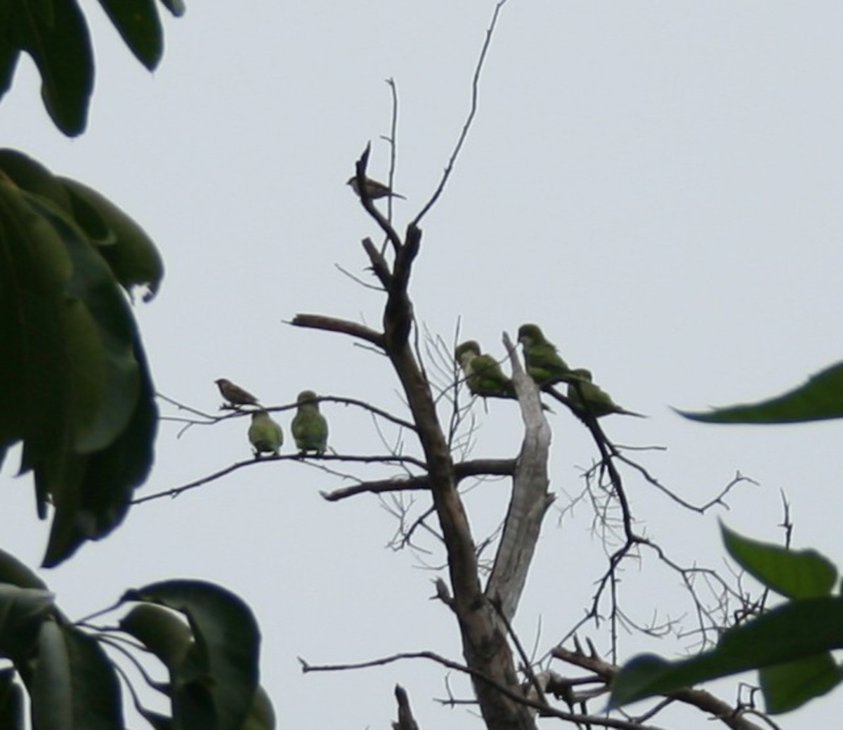 Wild Quaker Parrots of New Orleans hubpages