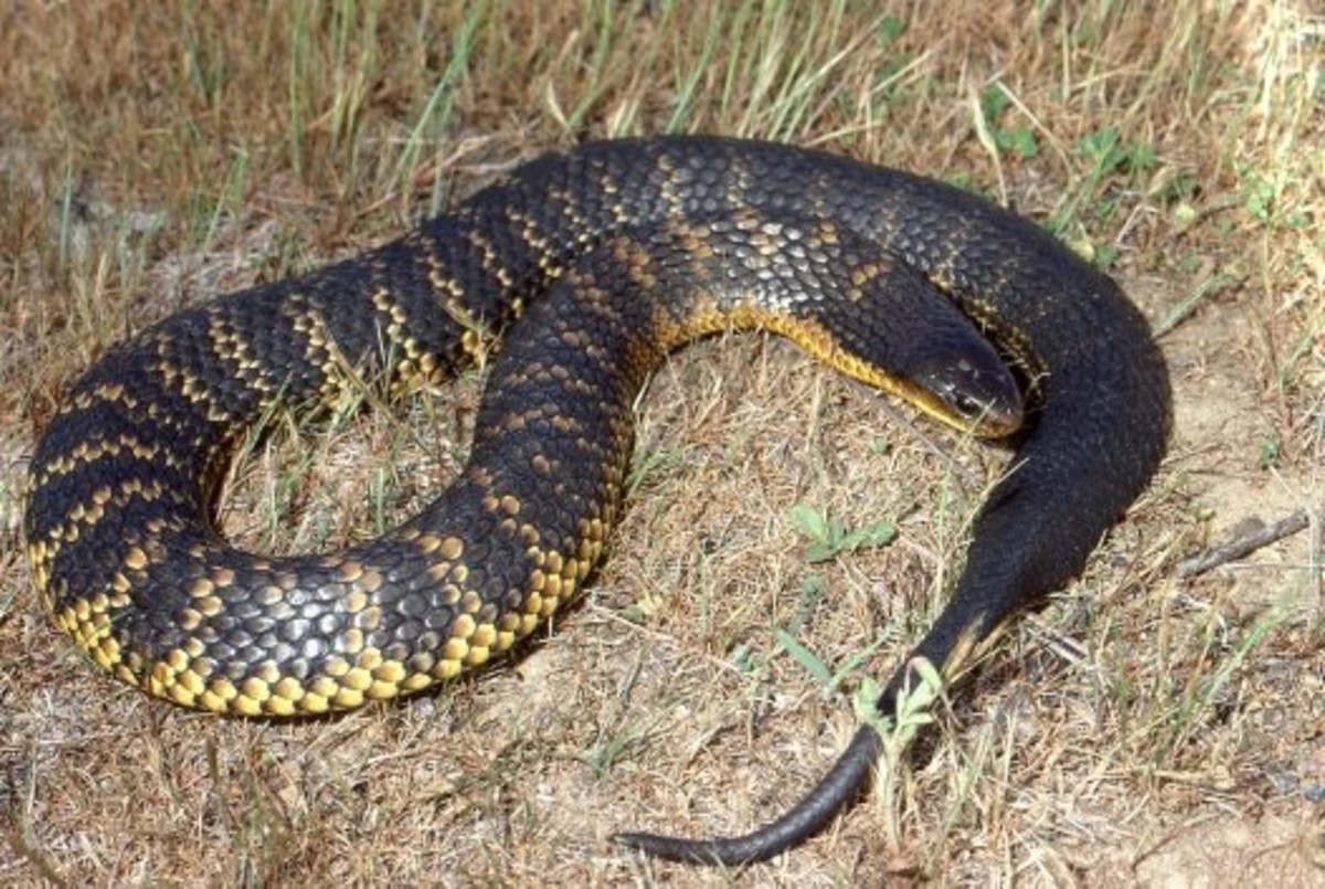 The Worlds Most Venomous and Deadly Snakes HubPages